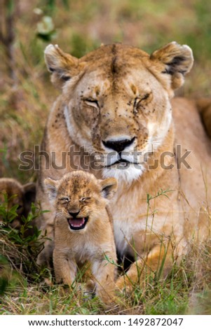Two weeks old Lion cub with mom Royalty-Free Stock Photo #1492872047