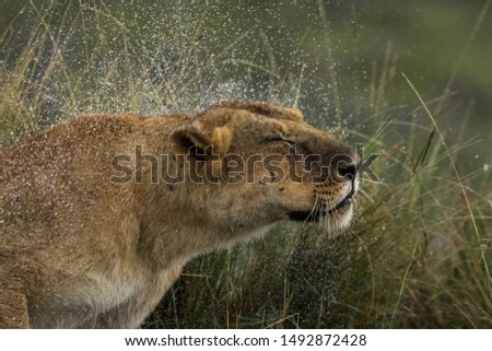 Lion Sprinkles of water, just after rain Royalty-Free Stock Photo #1492872428