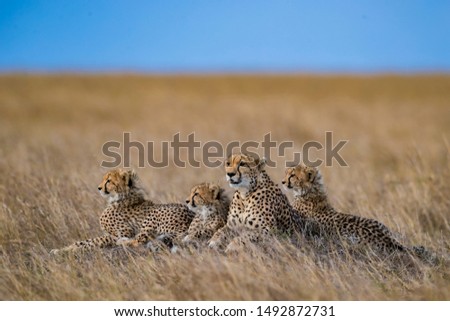 A beautiful Cheetah family with cubs Royalty-Free Stock Photo #1492872731