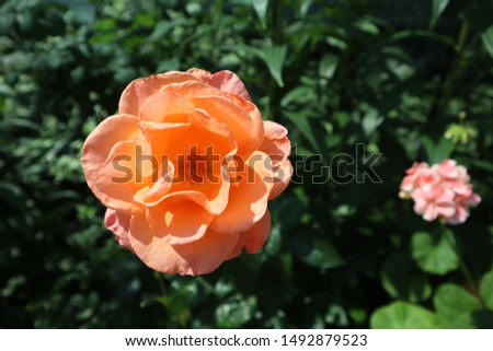 Beautiful Yellow Orange Rose in Full Bloom Garden
