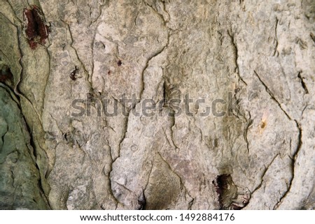 Dracaena tree bark, detail shot