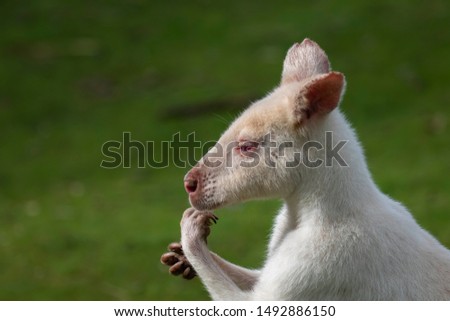 albino wallaby, Macropodidae, close up portrait with facial and body detail during a sunny day in summer.