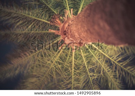 High palm tree photo from the bottom up. Tropical trees, nature . Night snapshot.