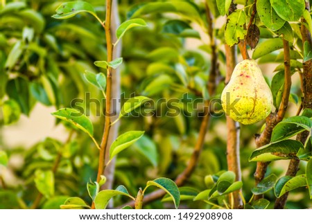 Pear tree with its fruit during summer. Ripe pear fruits hanging on a tree branch. 