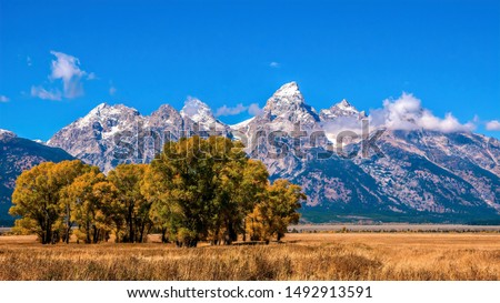 A dramatic September landscape scene as cottonwood trees begin to change from green to yellow, with the spectacular snowcapped Grand Teton mountain range in the background. Jackson Hole, Wyoming. Royalty-Free Stock Photo #1492913591