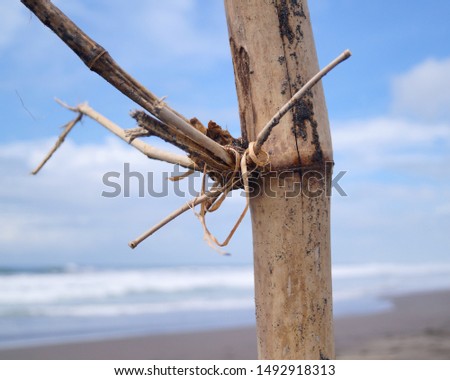 a dried bamboo along the beach