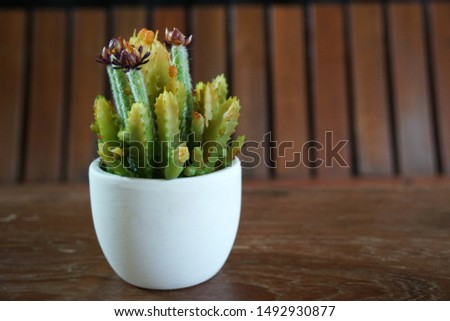 Cactus flower in white pot - for decorate garden vibe - image interior coffee cafe and bistro