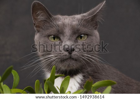 Grey cat with green eyes and white spots by the  green mistletoe on the black background. Unhappy angry cat 