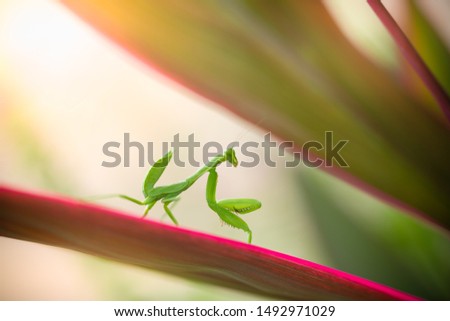 Praying mantis on ref leaf with copy space using as background nature or wallpaper