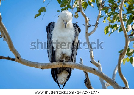 White Belly Sea Eagle perched in tree posing for a photo