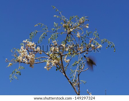Moringa Peregrina blossom and female palestinian sunbird
