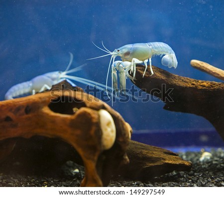 Beautiful shrimp.