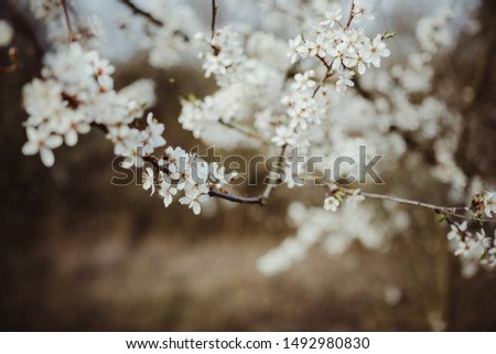 white blossom branch in spring