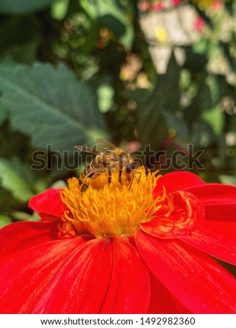 Photography of honey bee on red flower
