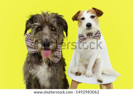 Portrait two elegant dog wearing checkered vintage bowtie celebrating a birthday or carnival. Isolated on yellow background.