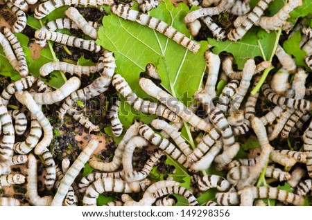 Silkworms Royalty-Free Stock Photo #149298356