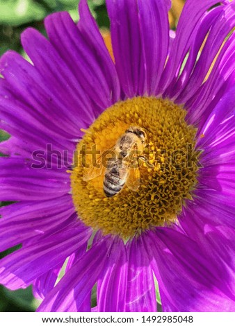 Photography of honey bee on purple flower
