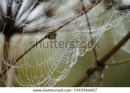  cobweb in the dew in the early morning, close-up                              
