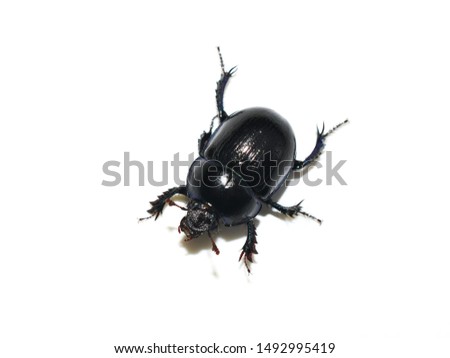 The dung beetle Anoplotrupes stercorosus isolated on white background Royalty-Free Stock Photo #1492995419