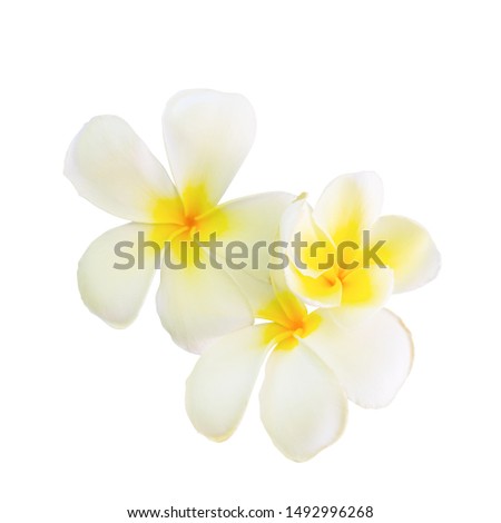 Plumeria flower panicle isolated on white background ( Common name pocynaceae Frangipani Pagoda tree Temple tree ) 