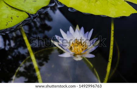 The water-lily starts and slides Upon the level in little puffs of wind, Though anchored to the bottom