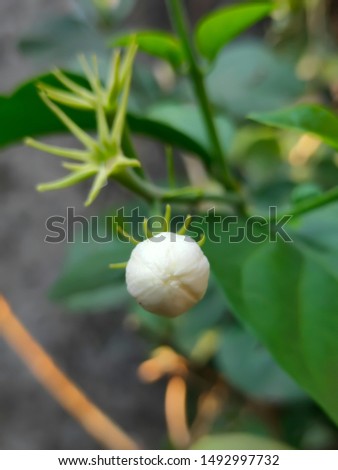 White Jasmine Flower Bud Ready to Bloom