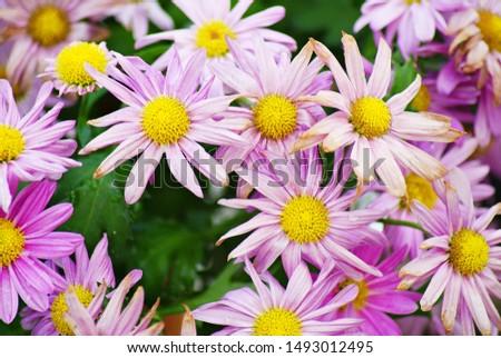 Pink Daisy Blooming Sunny Weather