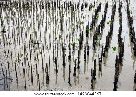 The rows of bamboo stocks were set for  protection mangrove forest at sea shore in Smootsongkram ,Thailand.