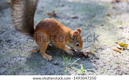 Squirrel. Funny red squirrel in the forest on a background of green grass