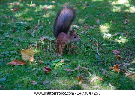 Squirrel. Funny red squirrel in the forest on a background of green grass