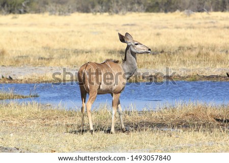Greater kudus drinking in Moremi, Okavango Delta, Botswana. The greater kudu is one of the largest antelopes, very sought after by big game hunters.