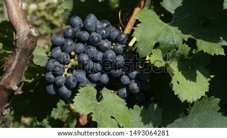 beautiful bunches of black grapes on a branch. in the sun Royalty-Free Stock Photo #1493064281