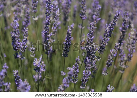 the lavender field with bees from Turkey.