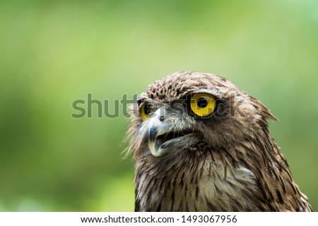 Headshot of a Brown Fish Owl