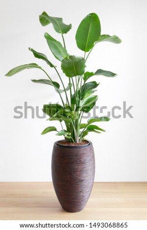 tropical houseplant giant white bird of paradise, Strelizia Nicolai, in a large brown pot in front of a white wall, copy space Royalty-Free Stock Photo #1493068865
