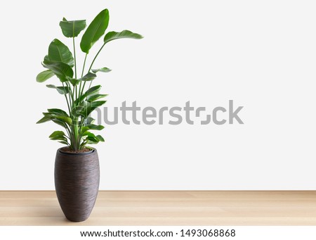 horizontal image of a bright living room with a large tropical houseplant, giant white bird of paradise, strelitzia nicolai, copy space Royalty-Free Stock Photo #1493068868