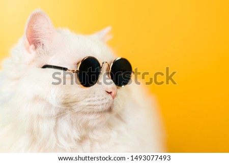 Portrait of fluffy cat in sunglasses on yellow background. Fashion, style, cool animal concept. Studio photo. White pussycat.