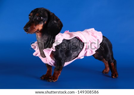 dog clothes, coveralls, dress. Pet products
