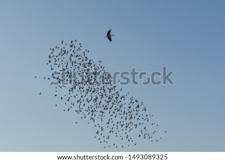 migratory birds and bird photos