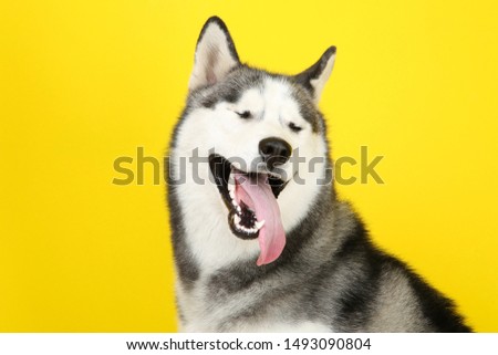 Husky dog on yellow background