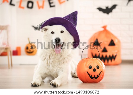 Swiss shepherd dog in hat with halloween pumpkin lying at home
