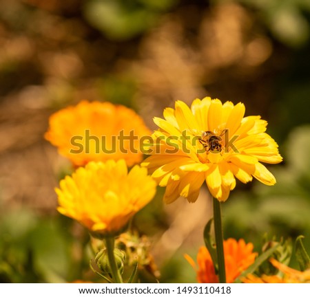 bright color macro of yellow orange Scotch marigold blossoms and a bee,blurred natural brown background,sunny summer day