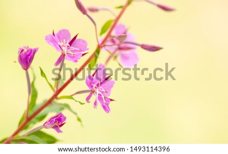 Fireweed flowers on a yellow blurred background.