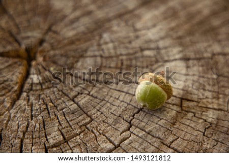 acorn on soft focus wooded textured perspective background surface  with empty space for copy or text, autumn season brown color concept picture 