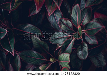 Tropical leaves pattern background image .