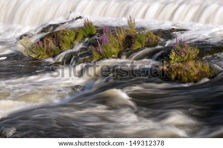 A wild river with stones and flowers in the middle