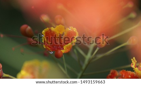 Red and yellow flower beautiful background picture