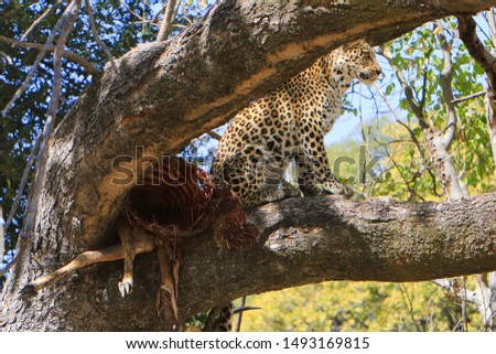 Leopard eating a male impala on a tree in Moremi, Okavango Delta, Botswana. Leopard populations are decreasing due to loss of habitat and poaching for their pelts and traditional medicine.