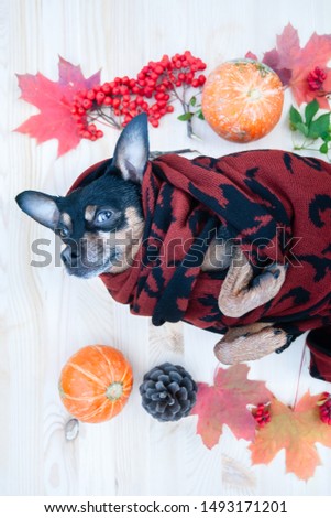 Cute dog in a scarf surrounded by autumn attributes, the theme of warmth and comfort in autumn