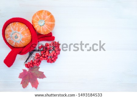 Autumn background with maple leaves,  pumpkins, mountain ash with copy space. Mockup for autumn offers. Top view, flat lay